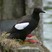 Black Guillemot